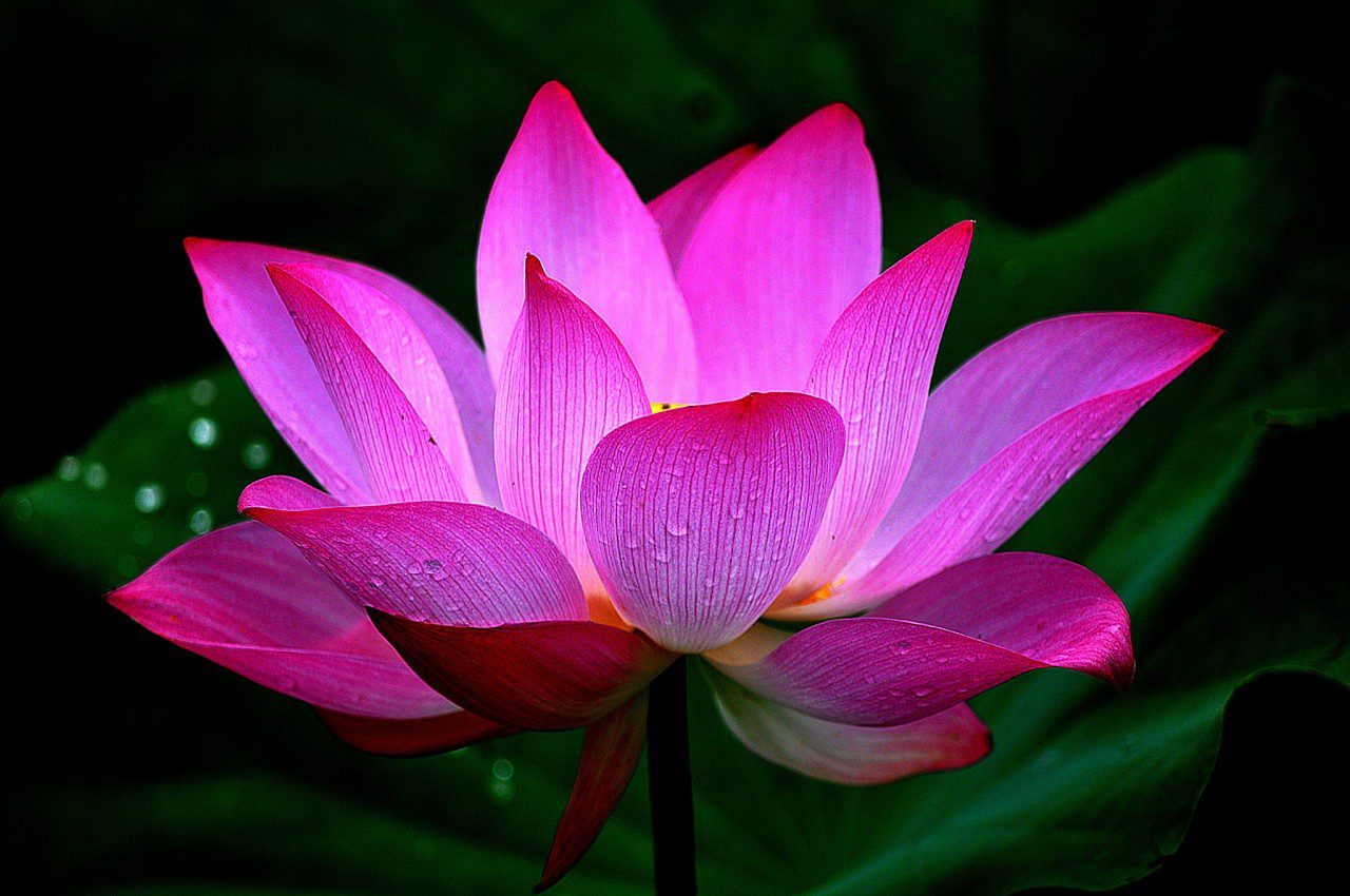 Why Is Lotus So Important In Indian Culture Dibhu Divya Bhumi