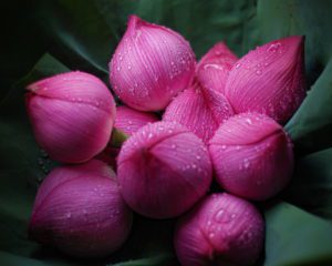 hong-kong-lotus-flower