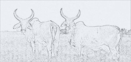 cow bull sketch