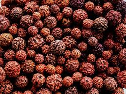 Rudrakhsa beads are the fruits of Rudraksha tree only
