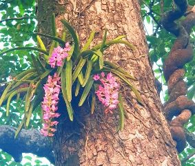 Himalayan Orchid Rishikesh