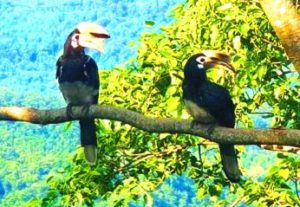 Oriental Pied Hornbills -featured pic