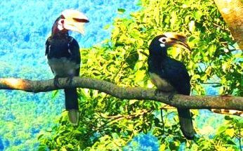 Oriental Pied Hornbills -featured pic