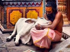 Cow and Sadhu