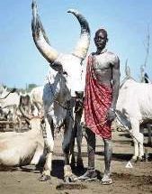 Kenya Man with cows